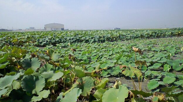 がばいうまか！佐賀県白石産れんこんをご紹介！
